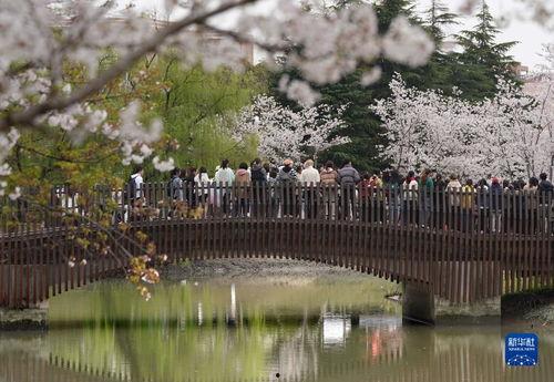 樱花校园春季最新版爆料,校园春意盎然，精彩活动轮番上演